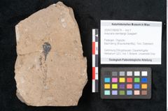 Foto (Objekt + Etikett) von Araucaria sternbergii Goeppert (NHMW-GEO-2024-0188-8274)